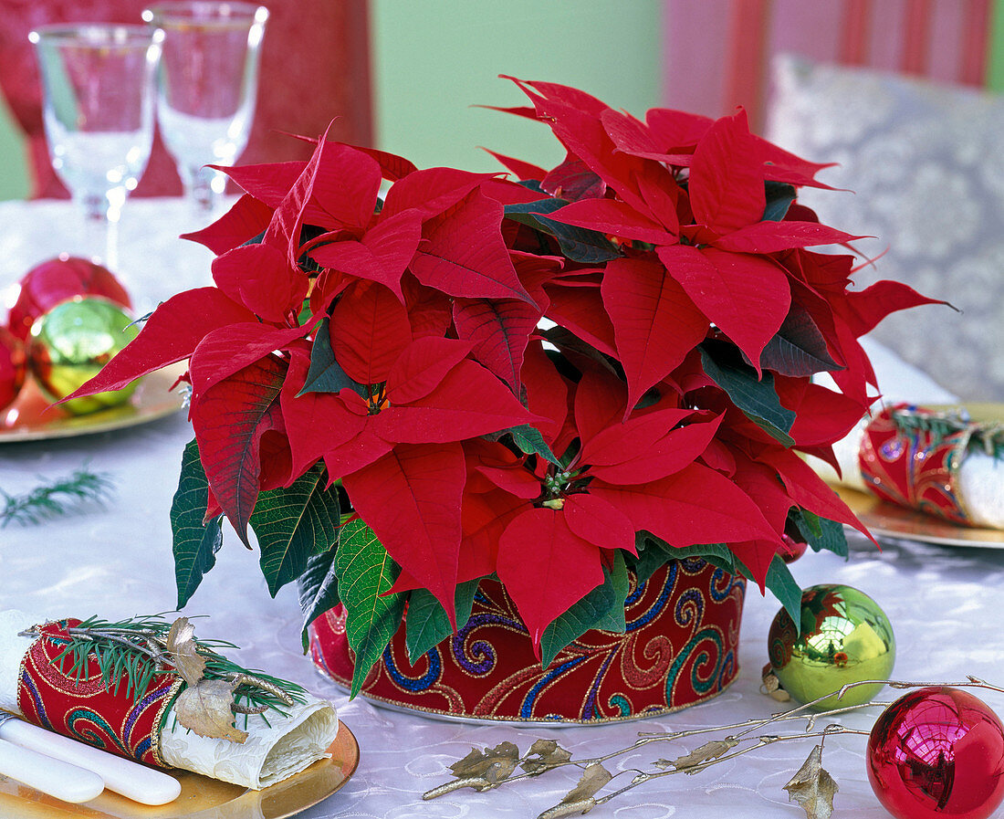 Euphorbia pulcherrima (Poinsettia, red) in pot decorated with velvet ribbon