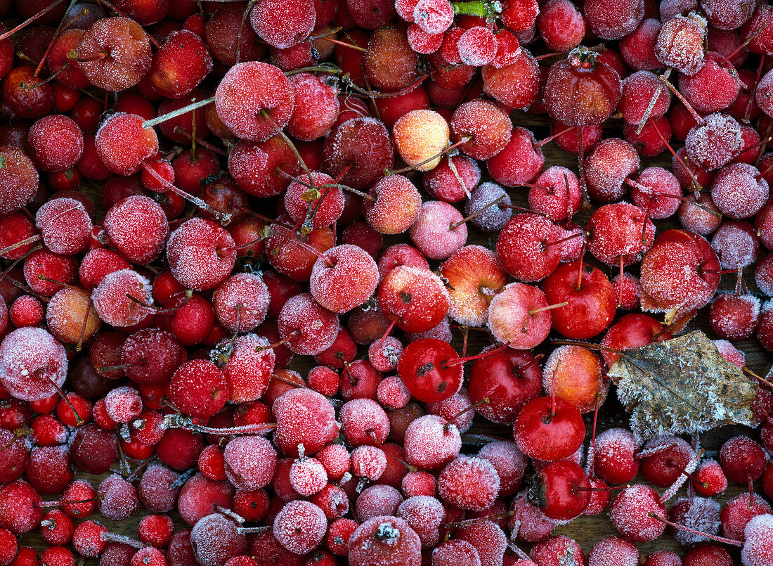 Fruits of Malus (ornamental apple) in hoarfrost