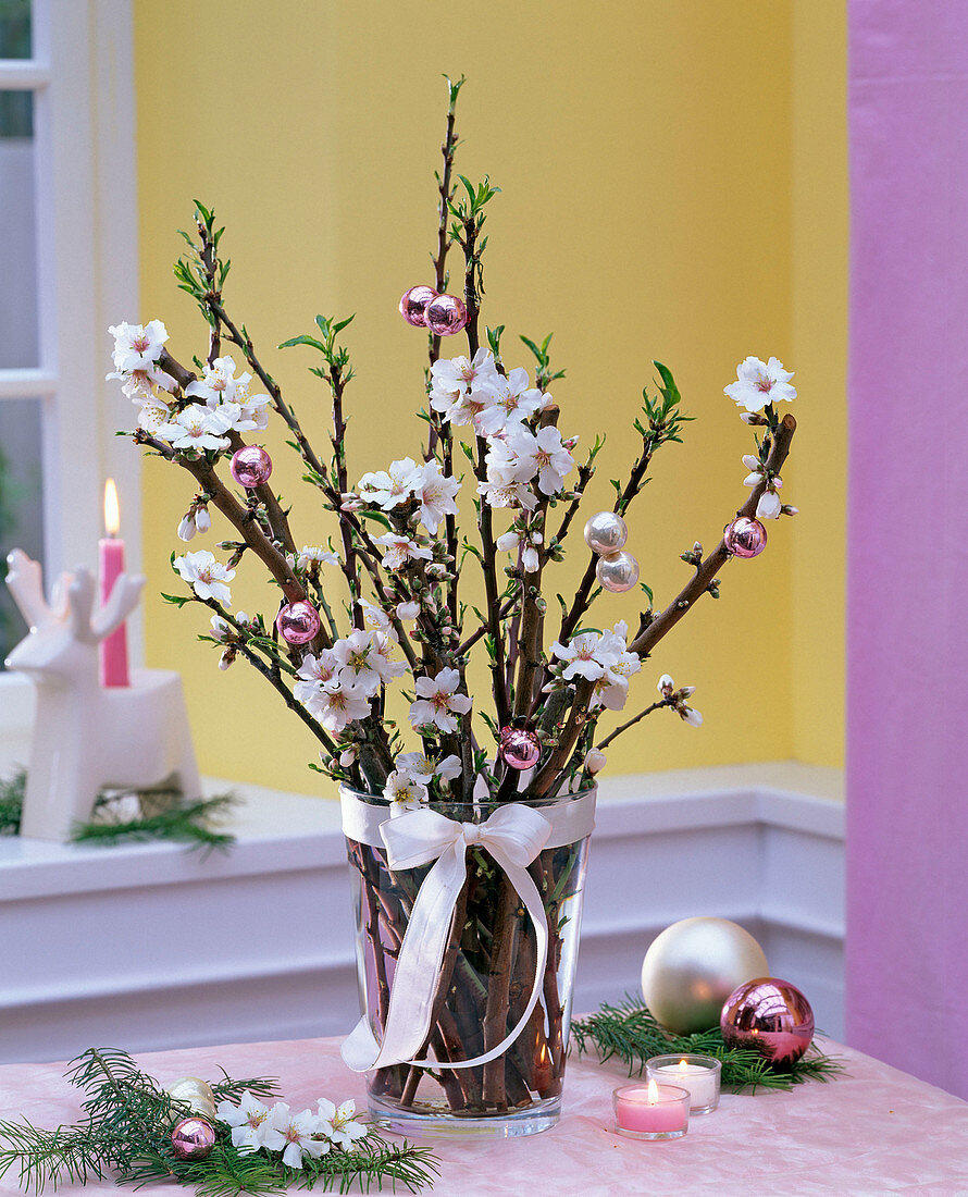 Prunus dulcis (sweet almond) as Barbaras branches