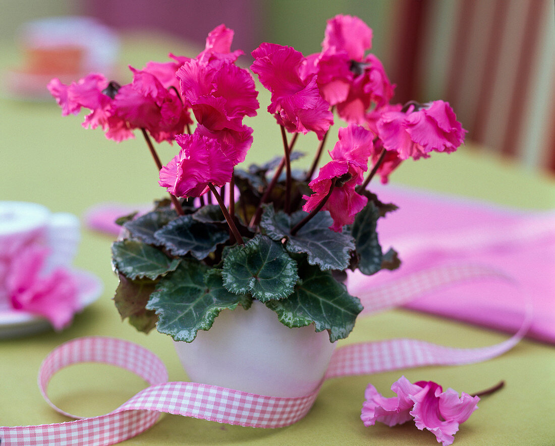 Cyclamen 'Miniwella' (Mini - Alpenveilchen)