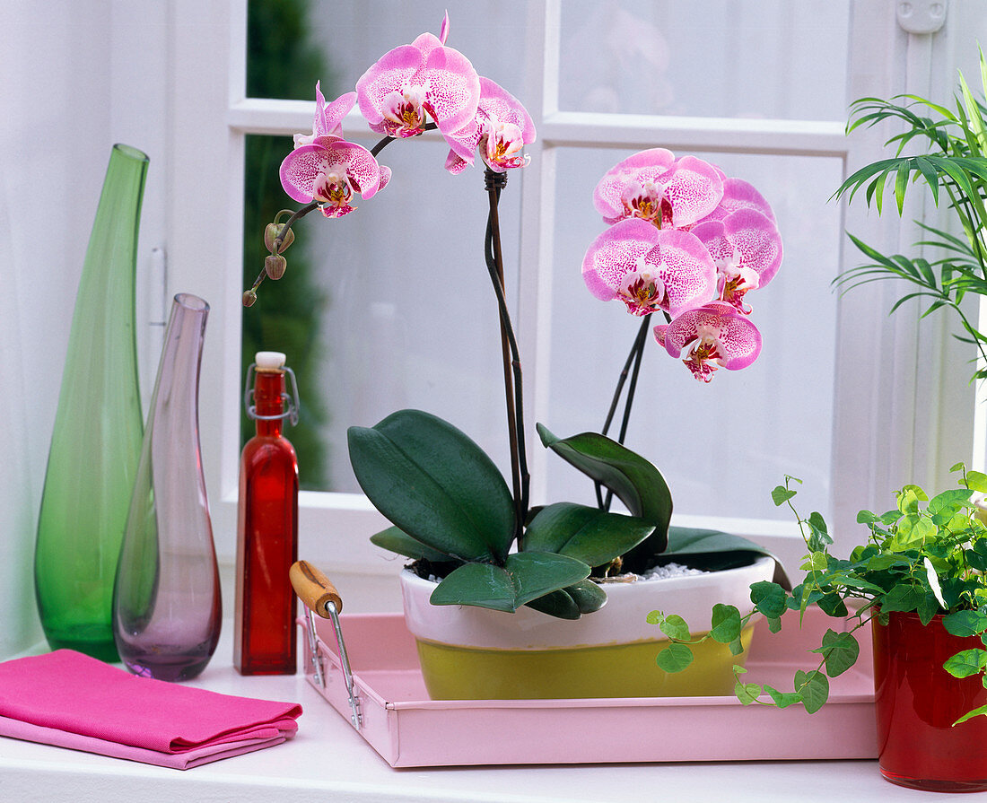 Phalaenopsis (Malaienblumen) in grün-weißer Jardiniere auf rosa Tablett