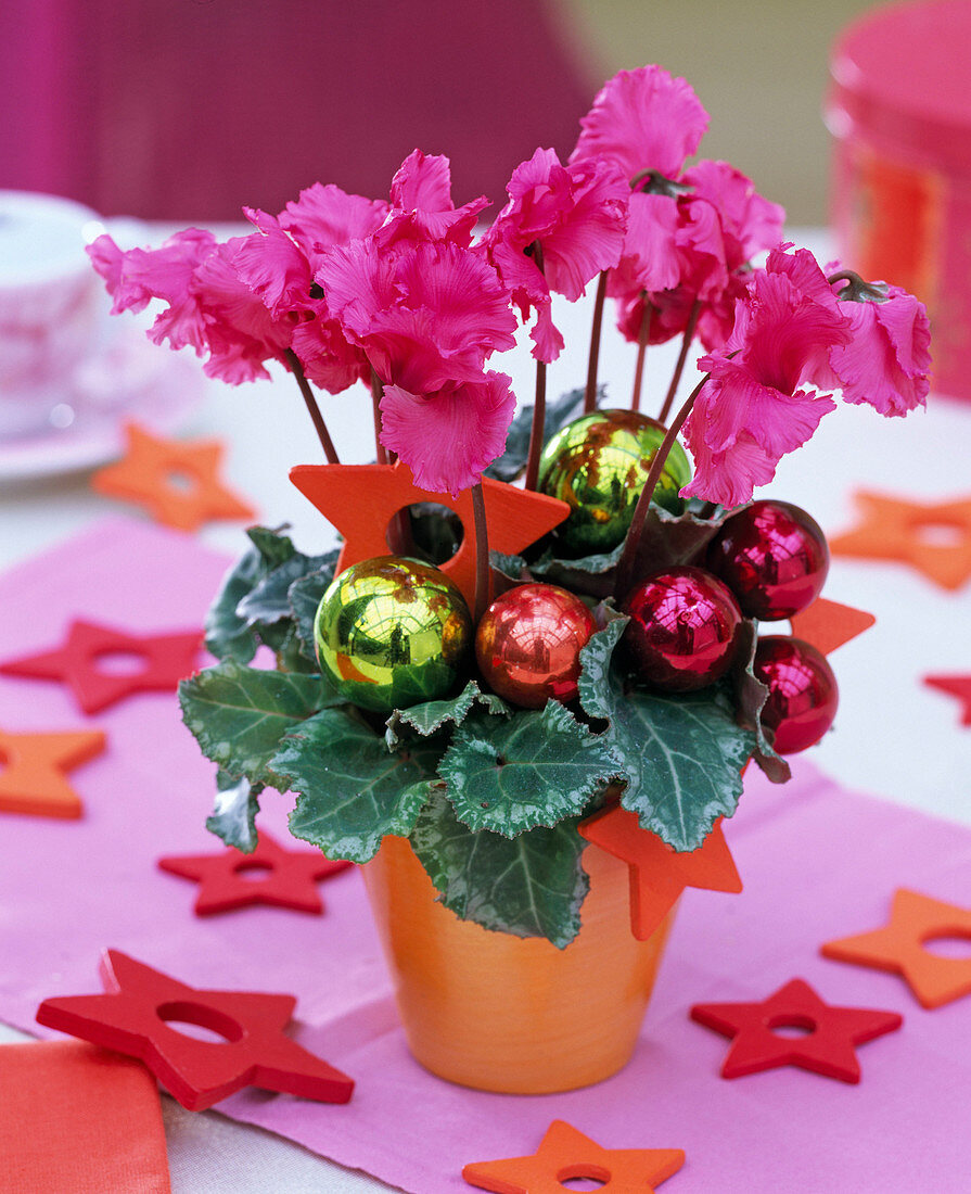 Cyclamen 'Miniwella' (Alpenveilchen) mit Weihnachtsbaumkugeln und Sternen