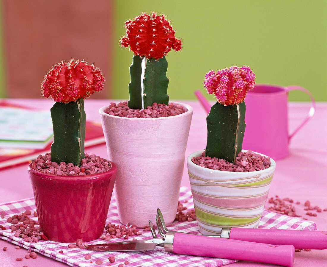 Grafted cacti