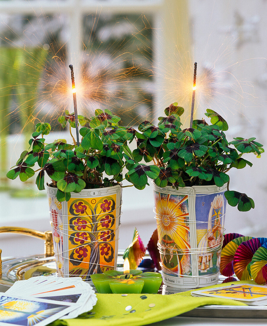 Oxalis tetraphylla (lucky clover) decorated with sparklers, tarot cards
