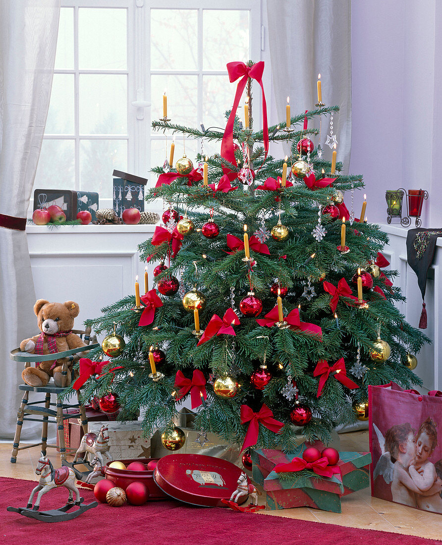 Abies nordmanniana (Nordmann fir) as a Christmas tree