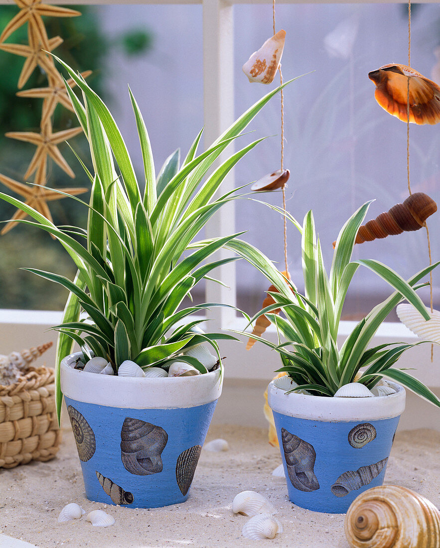 Chlorophytum covered in blue pots with napkin technique