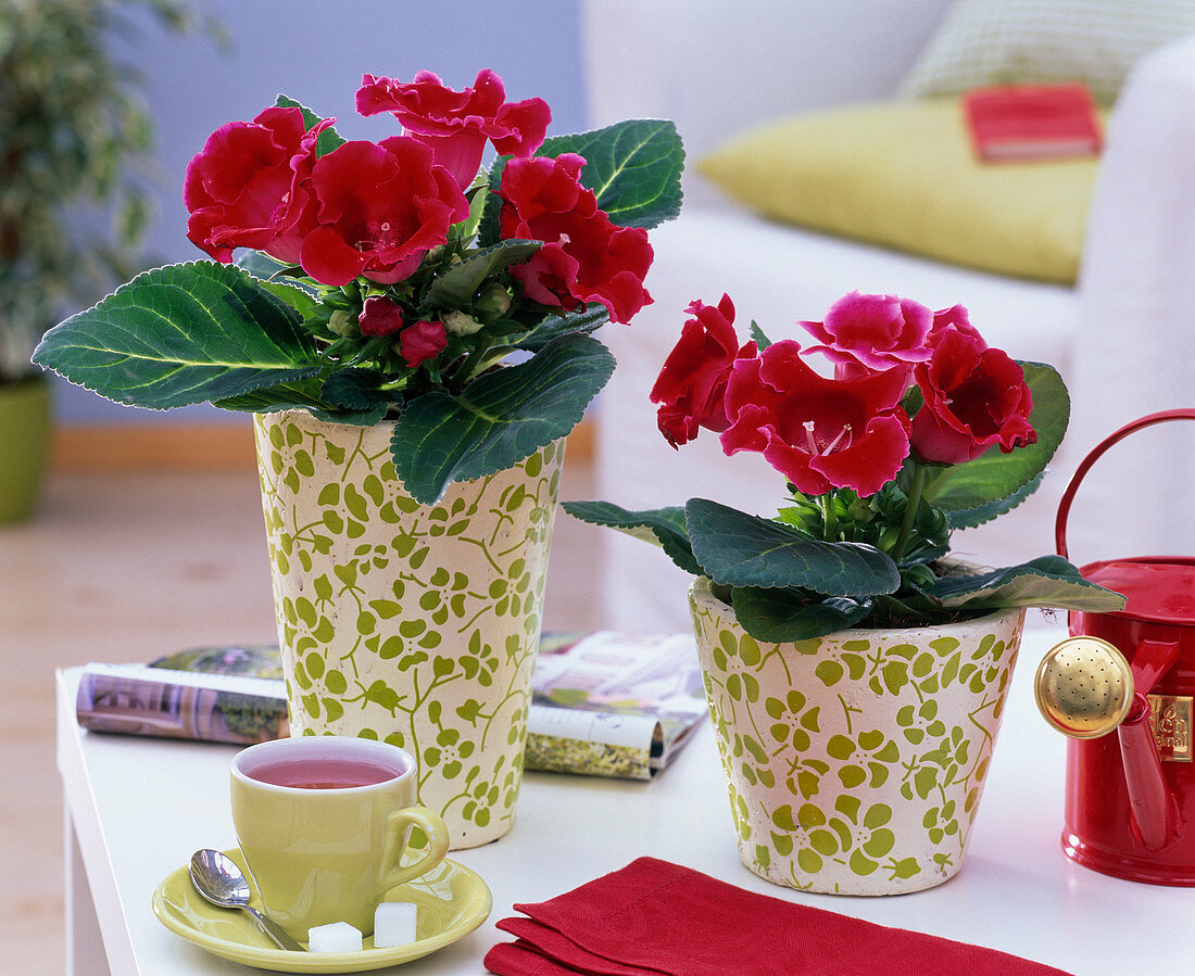 Sinningia (Gloxinie) mit roten Blüten auf dem Tisch, Tasse
