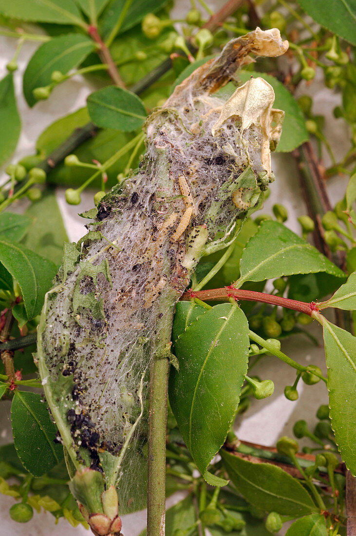 Spider moth on Euonymus europaeus