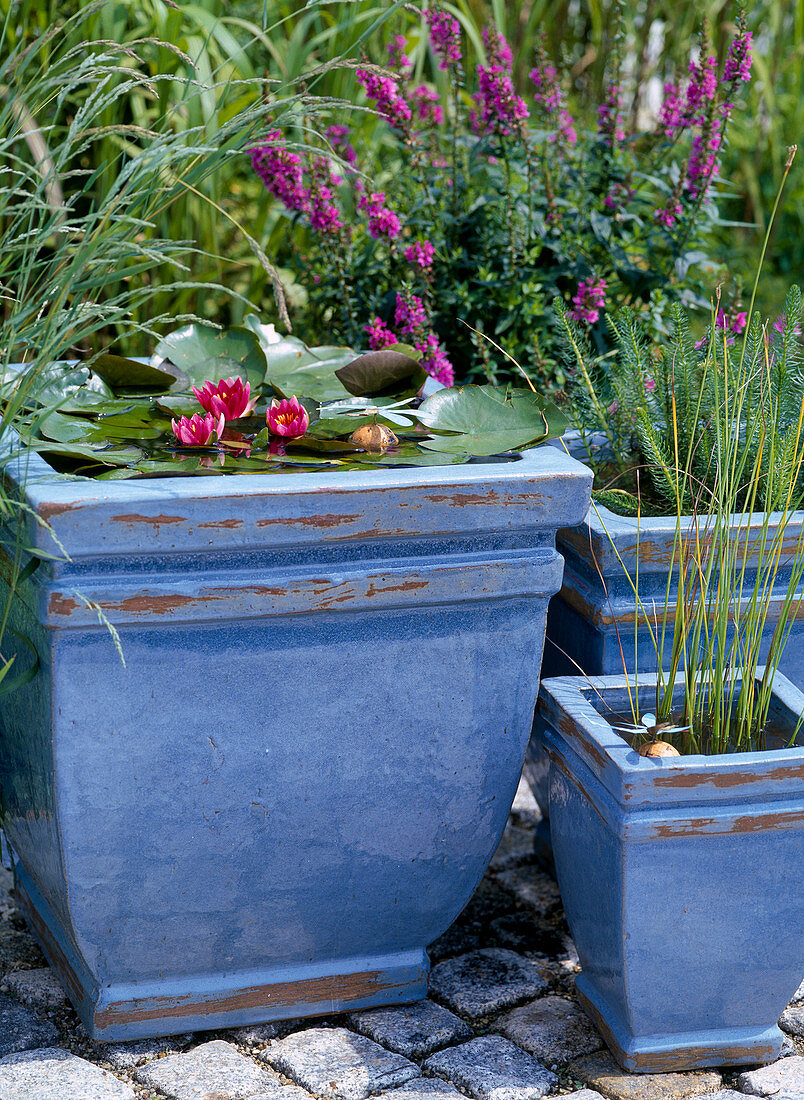 Nymphea 'Froebelii' (water lily) in a blue tub
