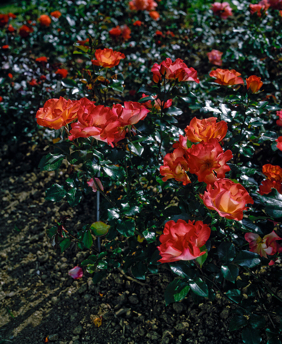 Rosa 'Playboy' (Floribunda Rose)