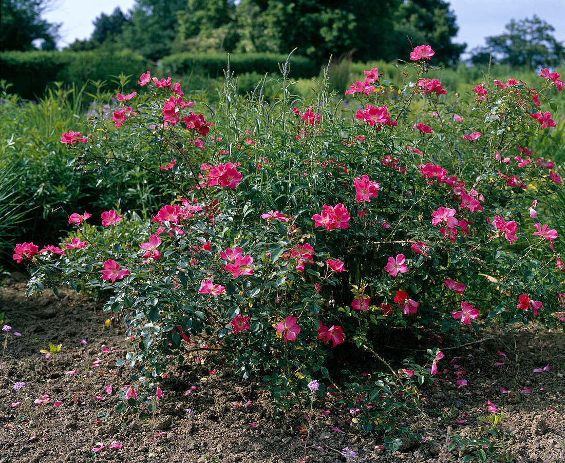 Rosa x Kordesii (Rambler rose), single flowering