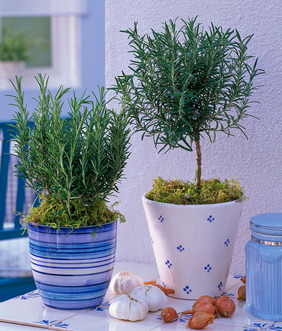 Rosmarinus (rosemary) in planters, soil covered with moss