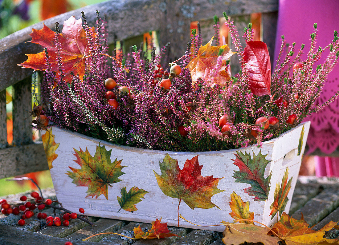 Calluna 'Garden Girls' (Knospenblühende Heide)