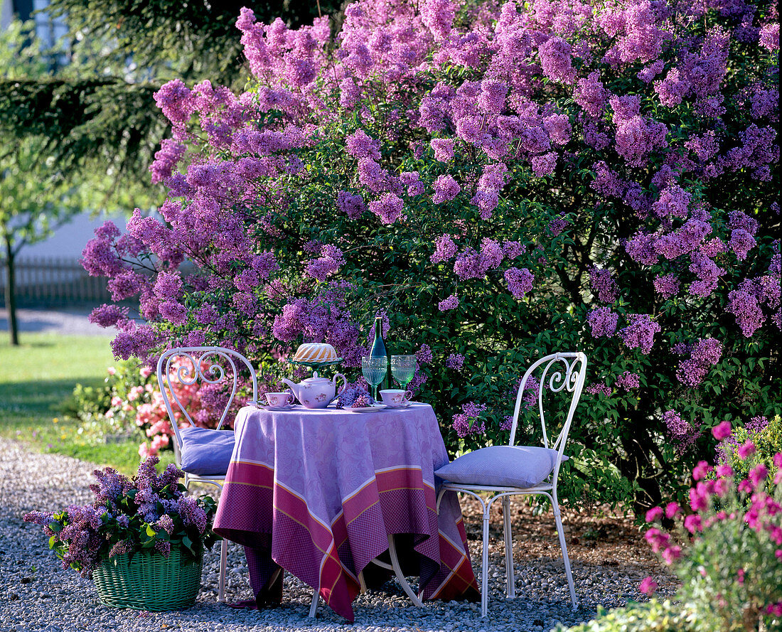 White metal garden furniture in front of blooming syringa (lilac)