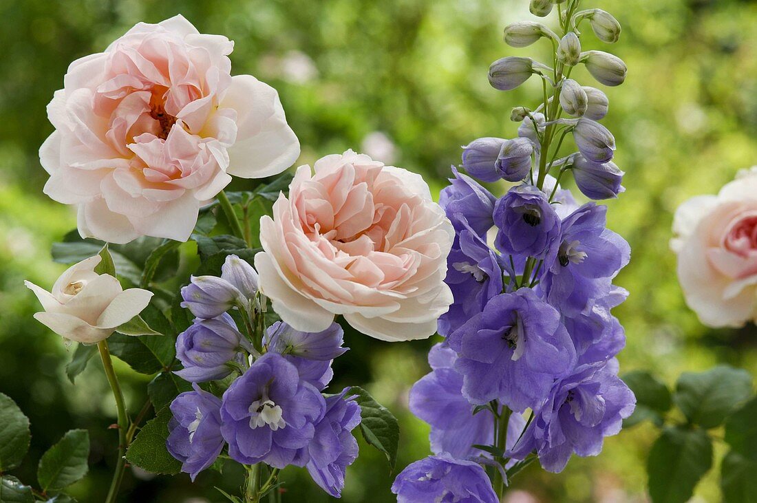 Rosa 'New Dawn' (Kletterrose), öfterblühend, leichter Apfelduft