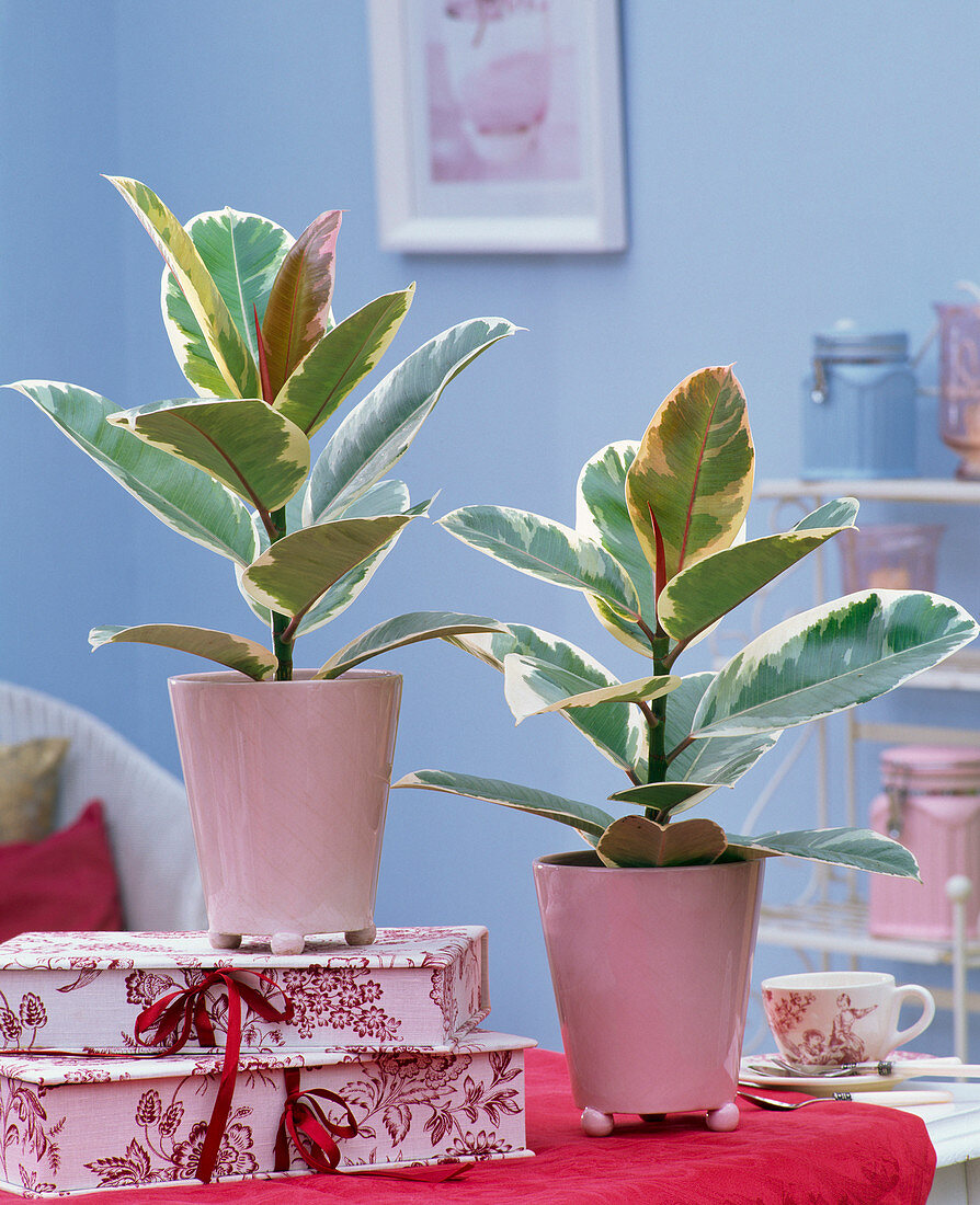 Ficus elastica 'Tineke' (rubber tree) in pink planters, gift boxes