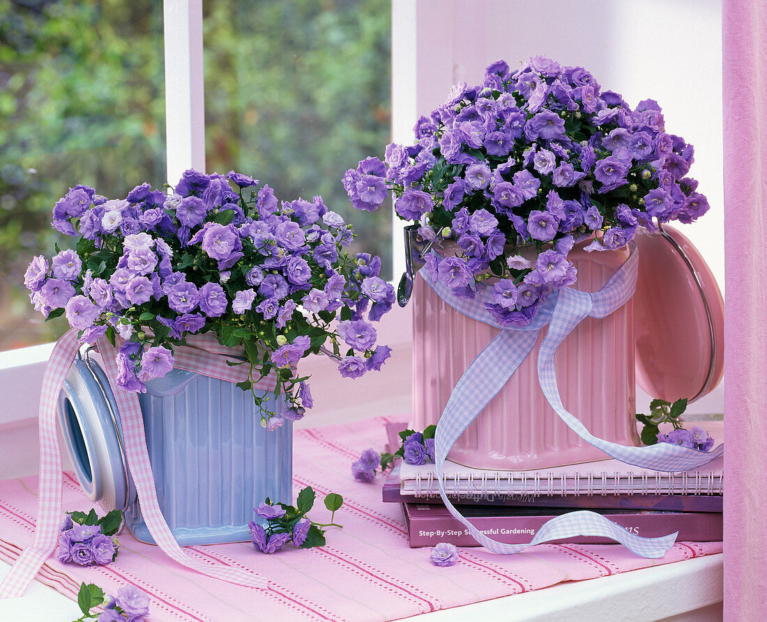 Campanula 'Blue Balls' (Glockenblumen) in Porzellandosen am Fenster, Schleifen