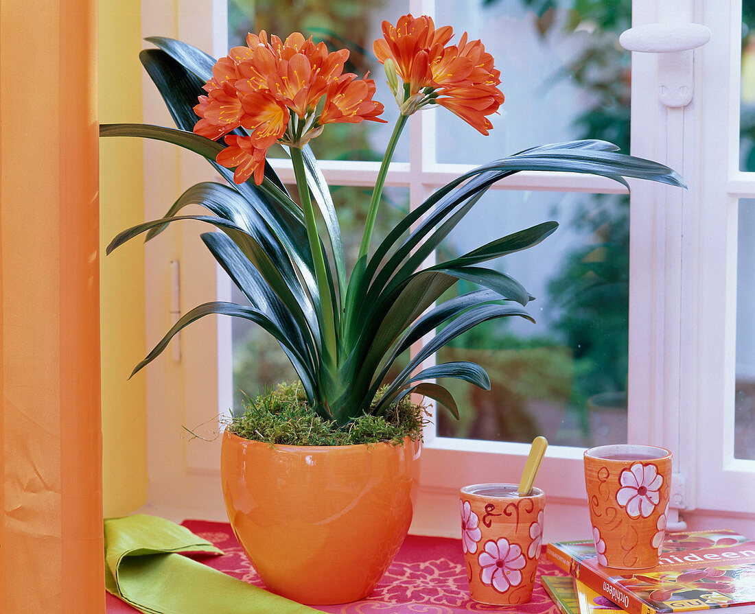 Clivia (Klivie) in orangem Übertopf am Fenster, Bechertassen, Bücher