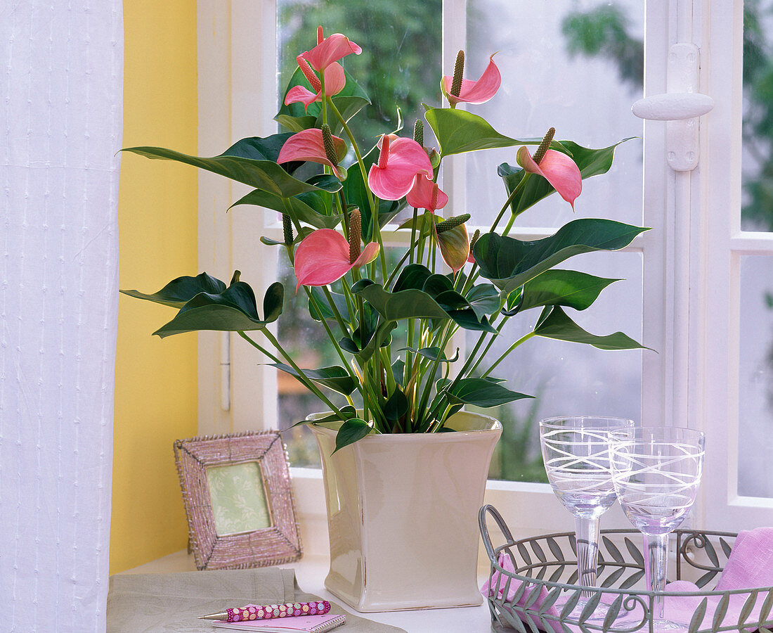 Anthurium 'Pink Champion', in square planter at the window