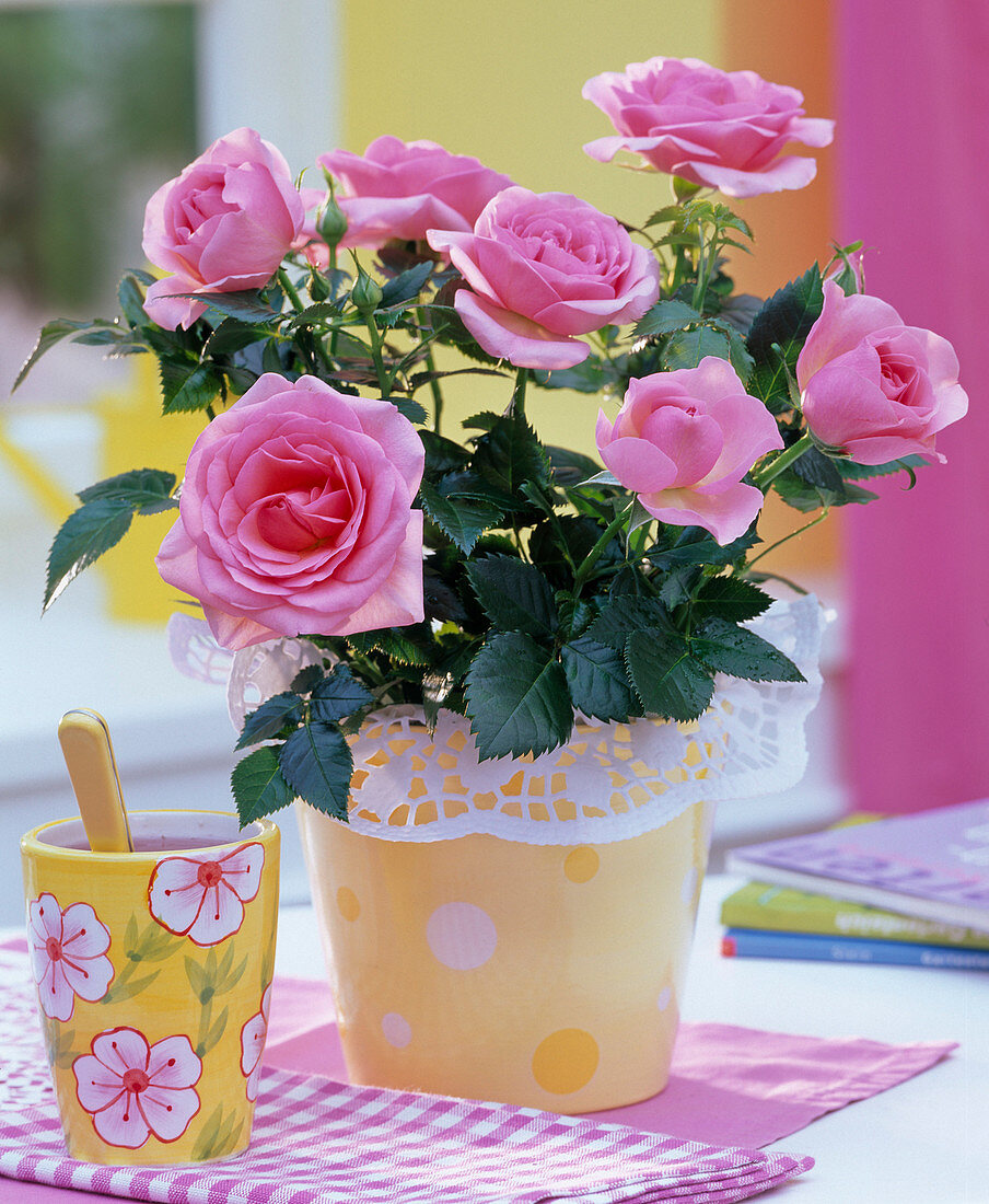 Rose with cake lace sleeve on the table, mug cup