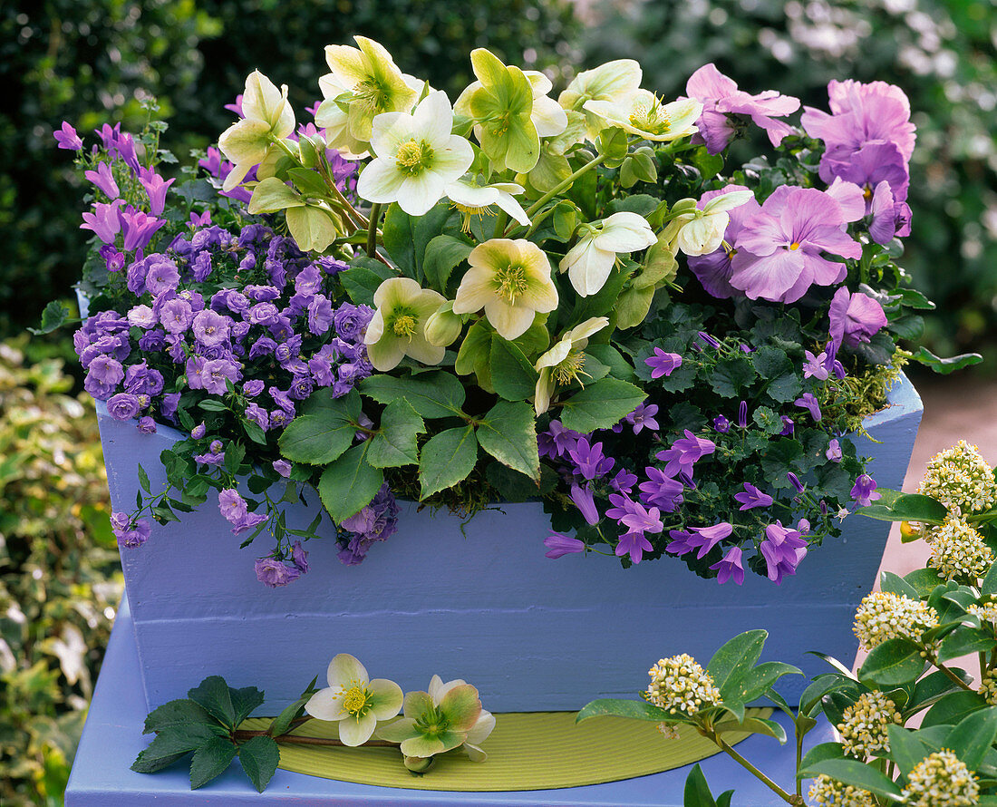 Helleborus (lentil rose), Campanula carpatica 'Blue Ball'