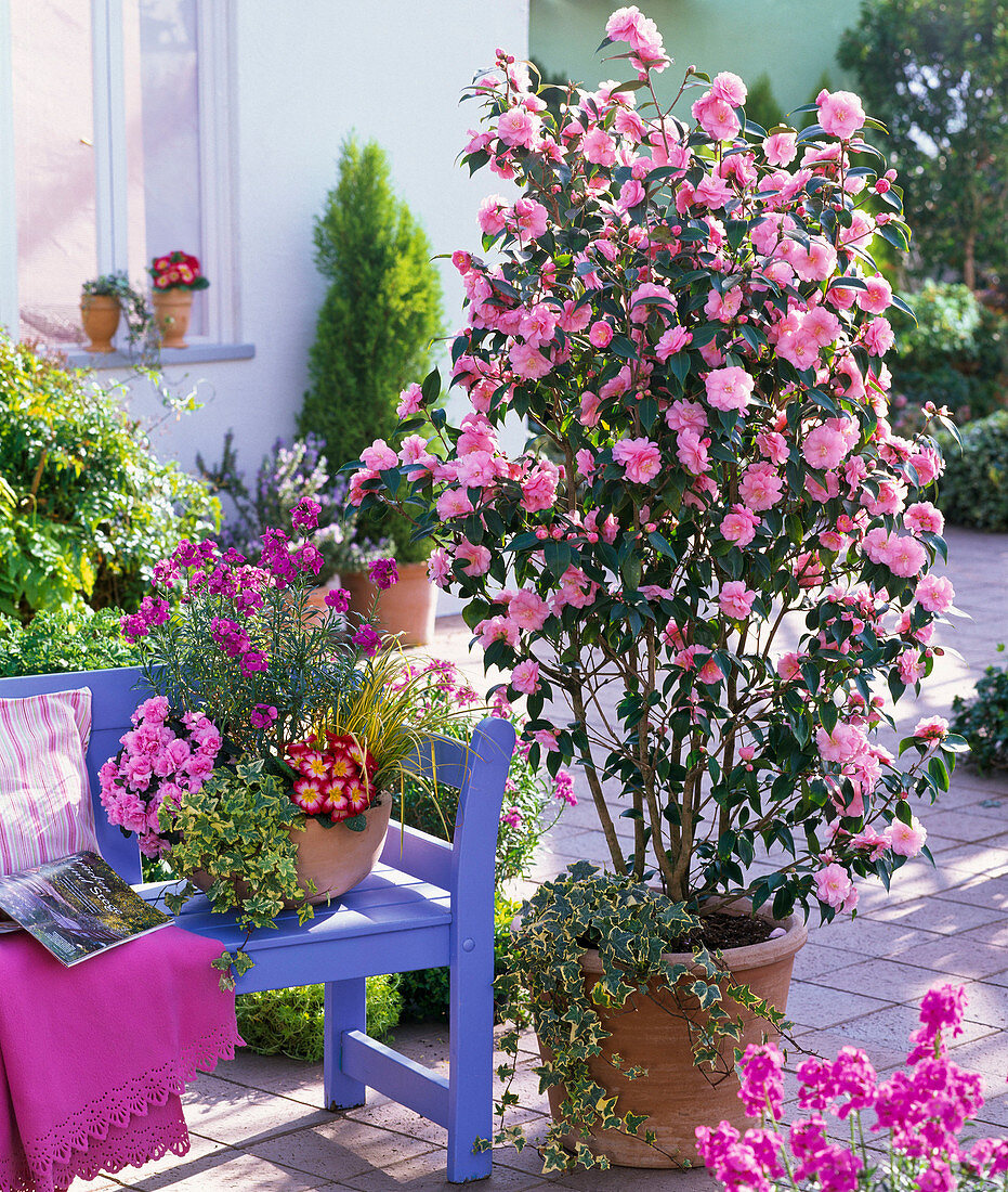 Camellia 'Spring Festival' (pink camellia)