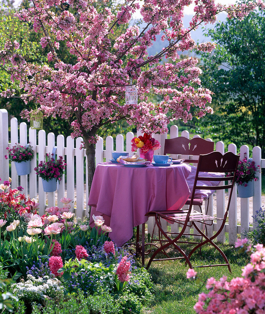 Metal seating group in front of blooming malus (ornamental apple)