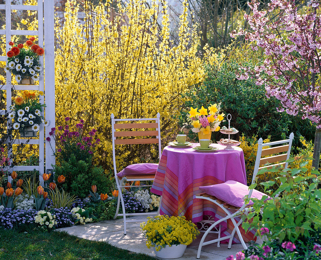 Sitzgarnitur auf kleiner Terrasse vor blühender Forsythia