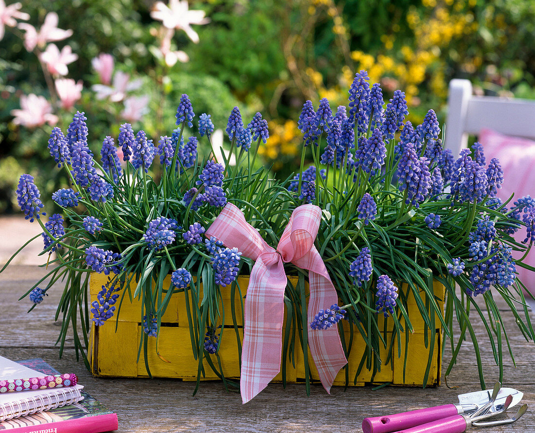 Muscari (Traubenhyazinthen) im gelben Spankorb