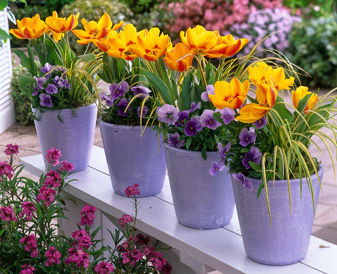 Tulipa 'Flair' (Tulip), Viola wittrockiana Bingo 'Clear Azure'