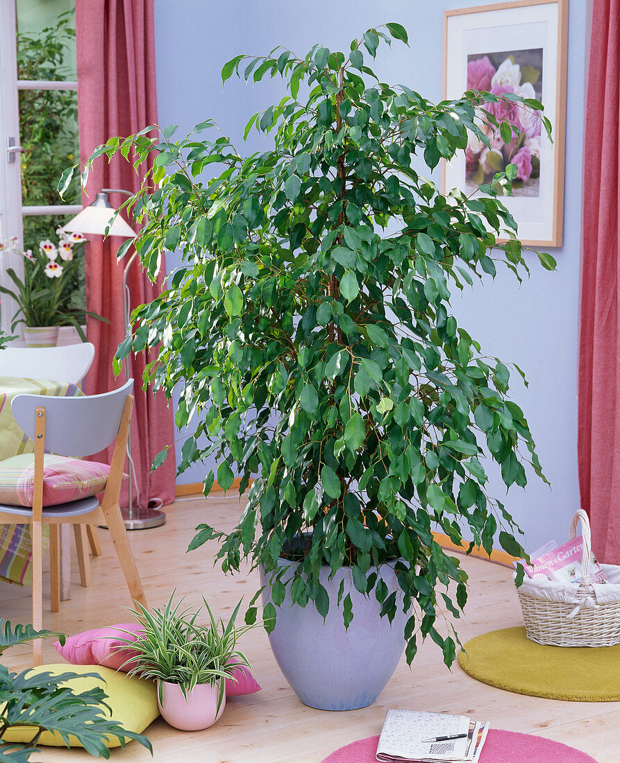 Ficus benjamina as a room tree, Chlorophytum