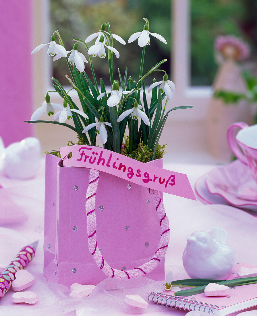Galanthus nivalis in pink paper bag with sign