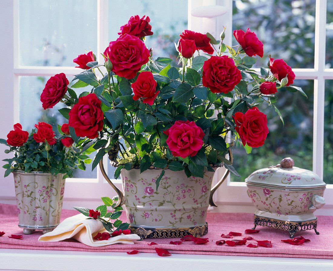 Pink (potted roses, red) in flowered planters by the window