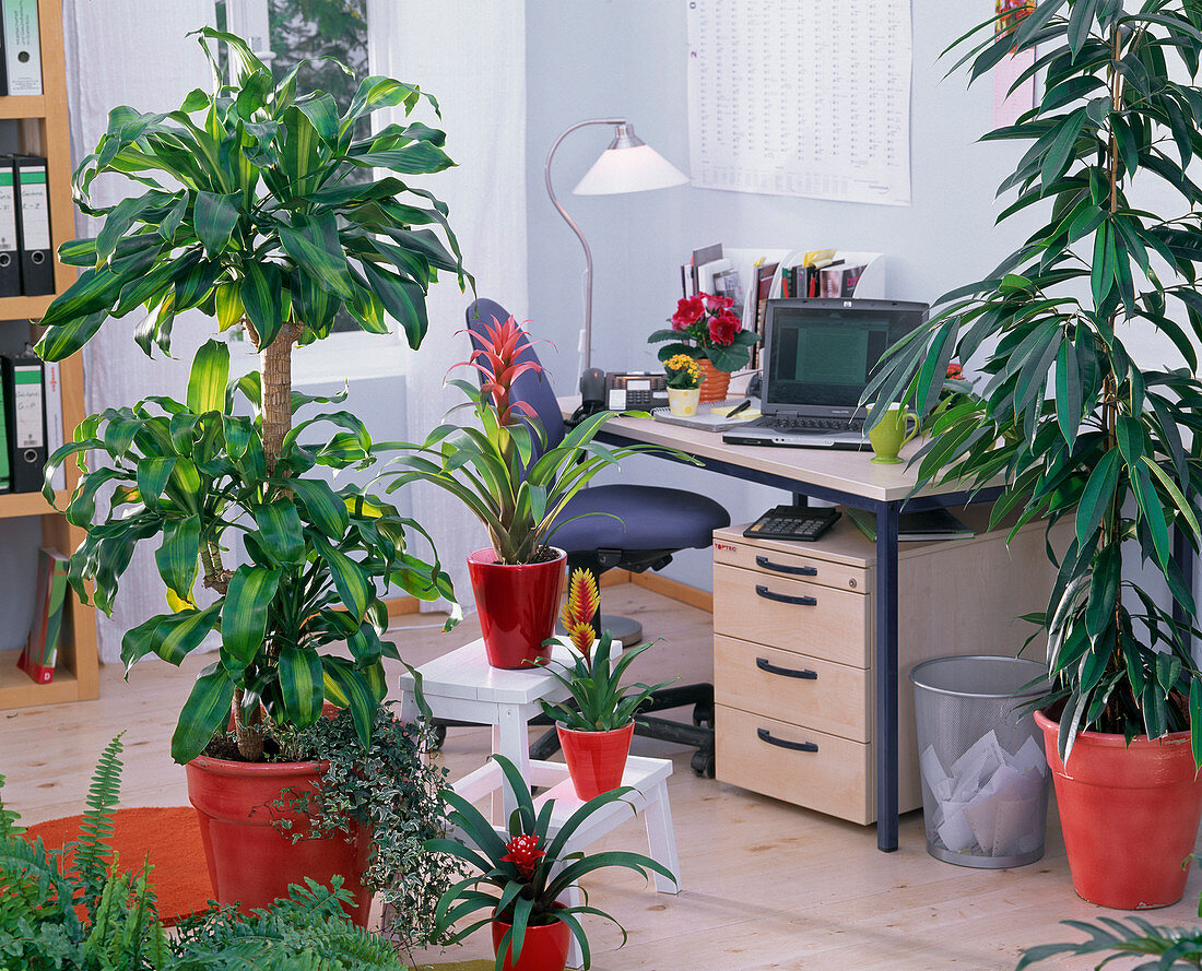 Office with green plants