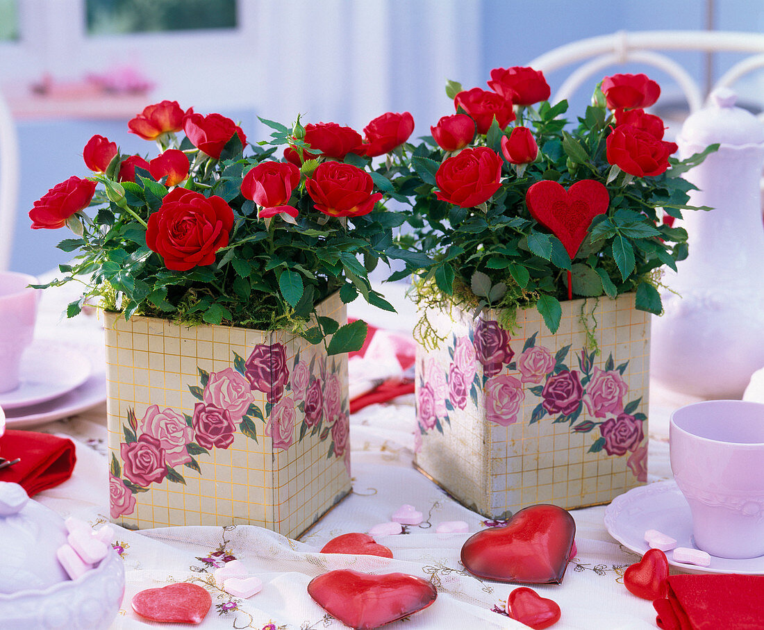 Pink (red pot roses) in square boxes with rose motifs