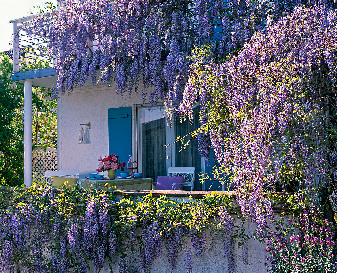 Terrace waxed with Wisteria (wisteria)