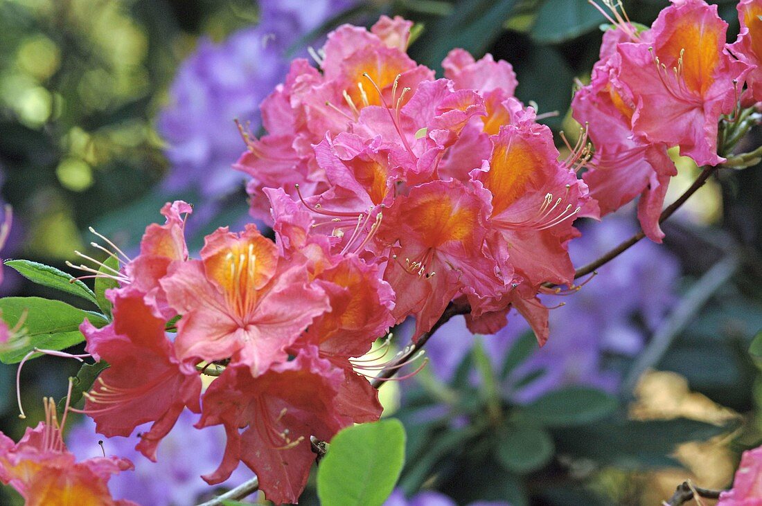 Branch with flowers of Rhododendron hybrid 'Juanita'
