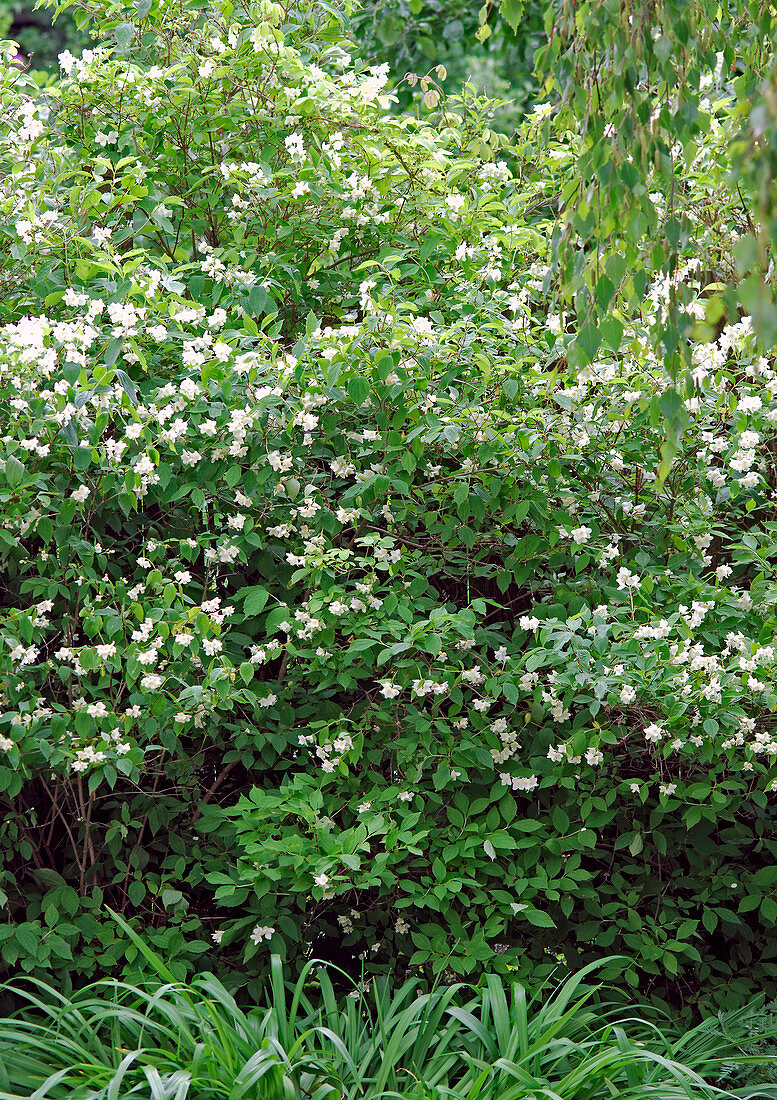 Philadelphus coronarius (Falscher Jasmin, Pfeifenstrauch)