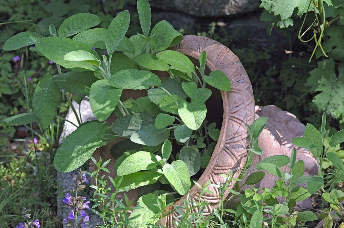 Salvia 'Berggarten' (Salbei) in halb versenktem Terrakotta-Topf