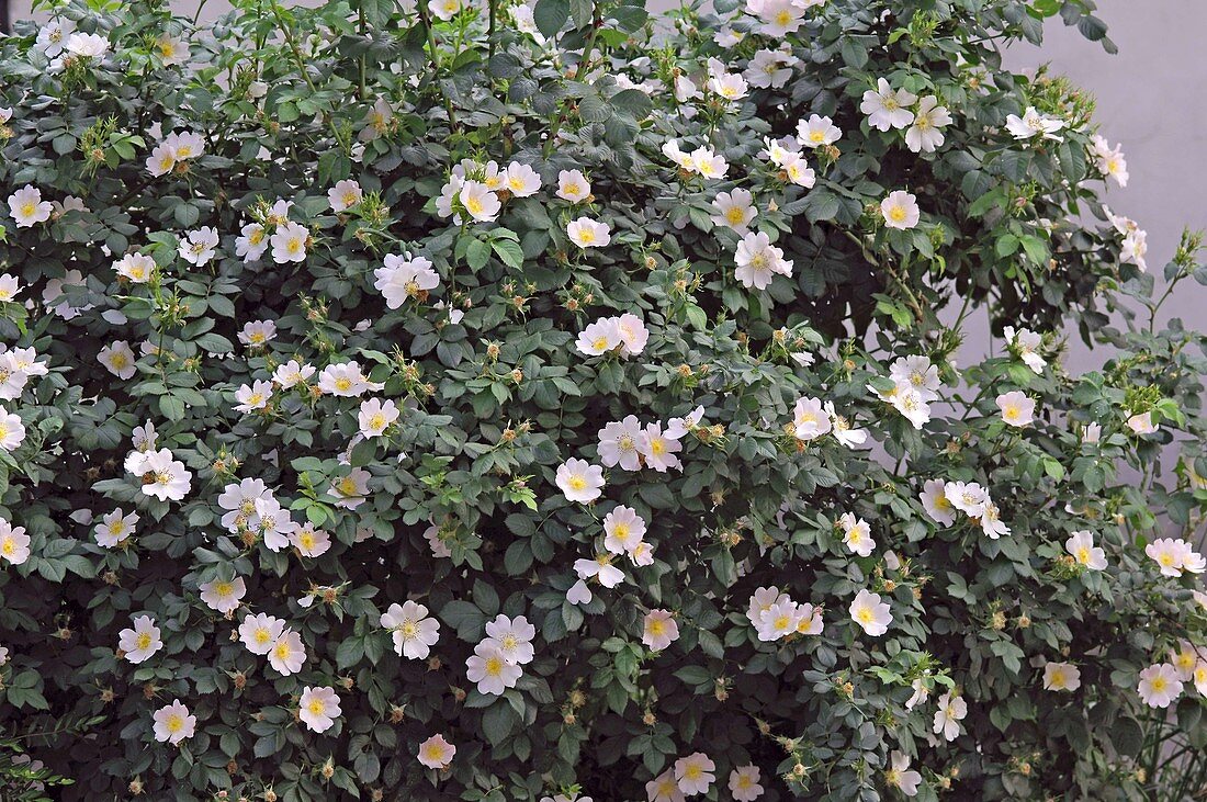 Rosa canina (Dog Rose)