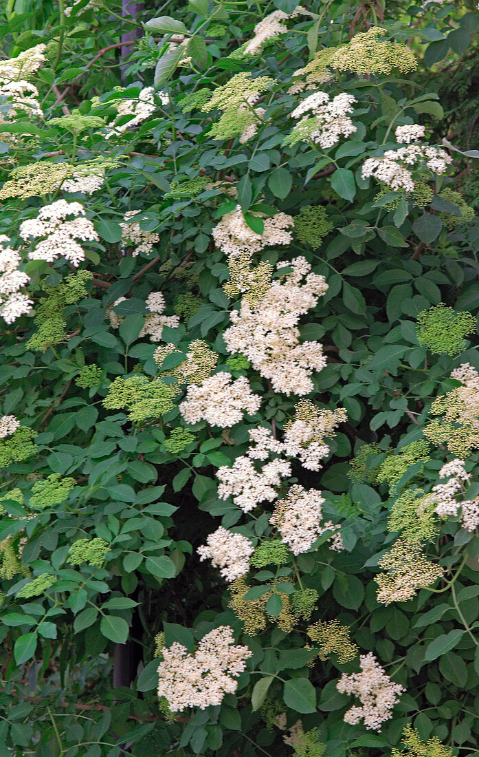 Sambucus nigra (Schwarzer Holunder)