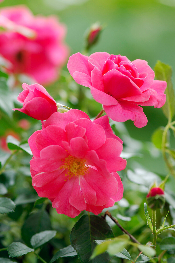Rosa 'Bad Birnbach' (bedding rose), repeat flowering
