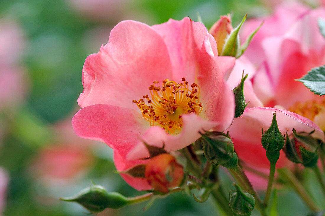 Rosa 'Coco' (dwarf rose), repeat flowering