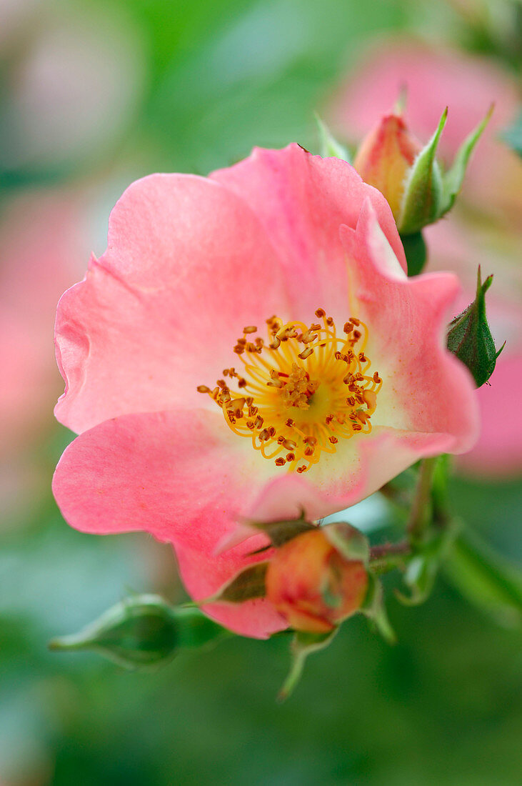 Rosa 'Coco' (dwarf rose), repeat flowering