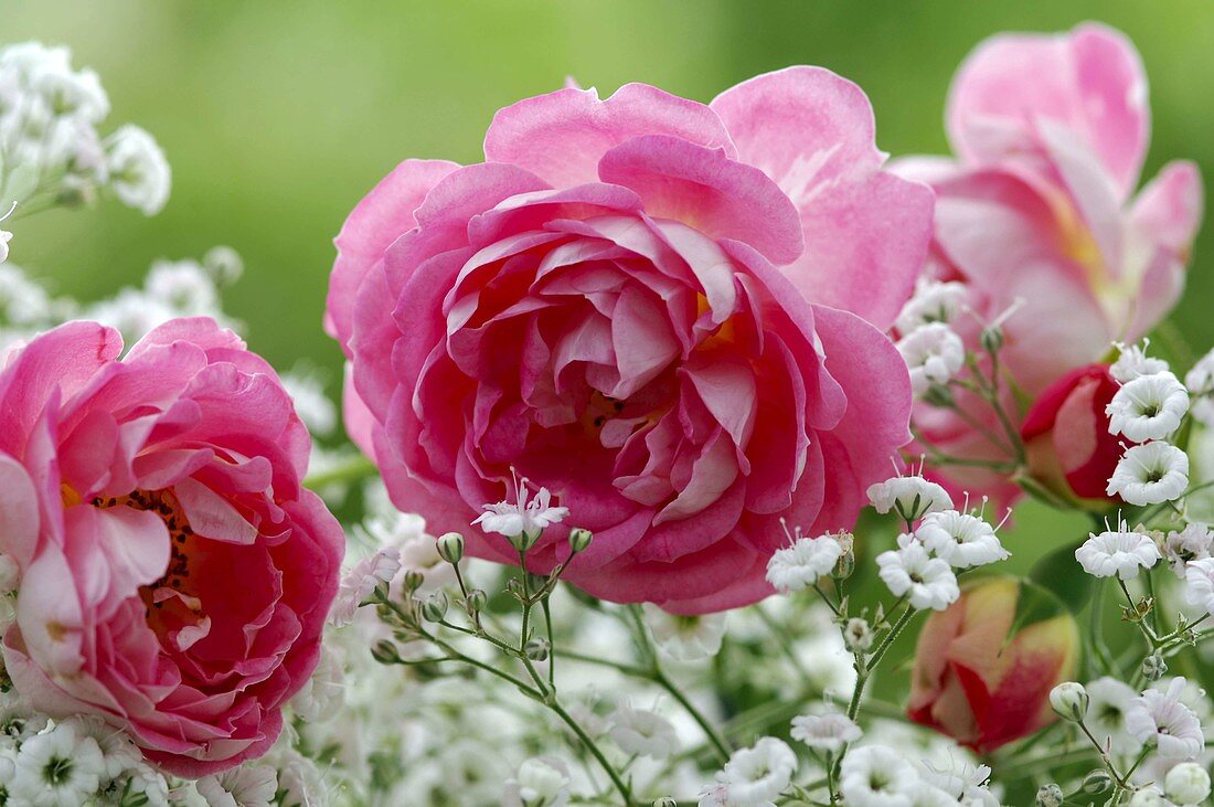 Rosa 'Charmant' (rose), Zwergrose, süß duftend, gesund