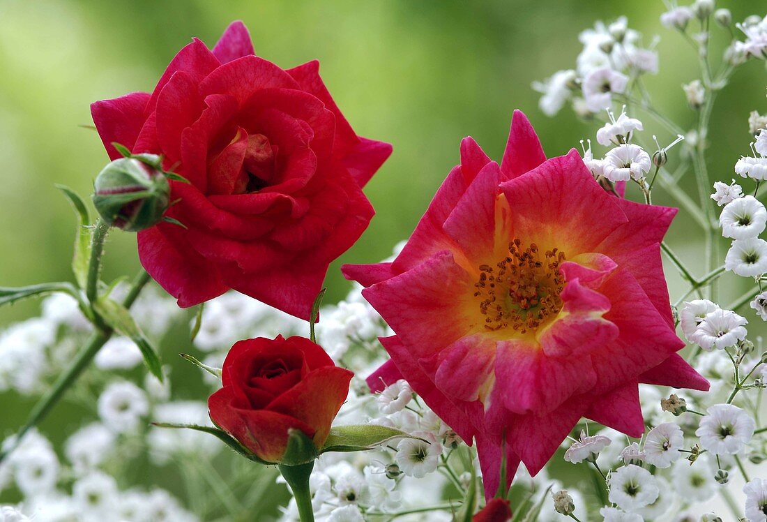 Rose 'Canzonetta', often flowering, suitable for small gardens