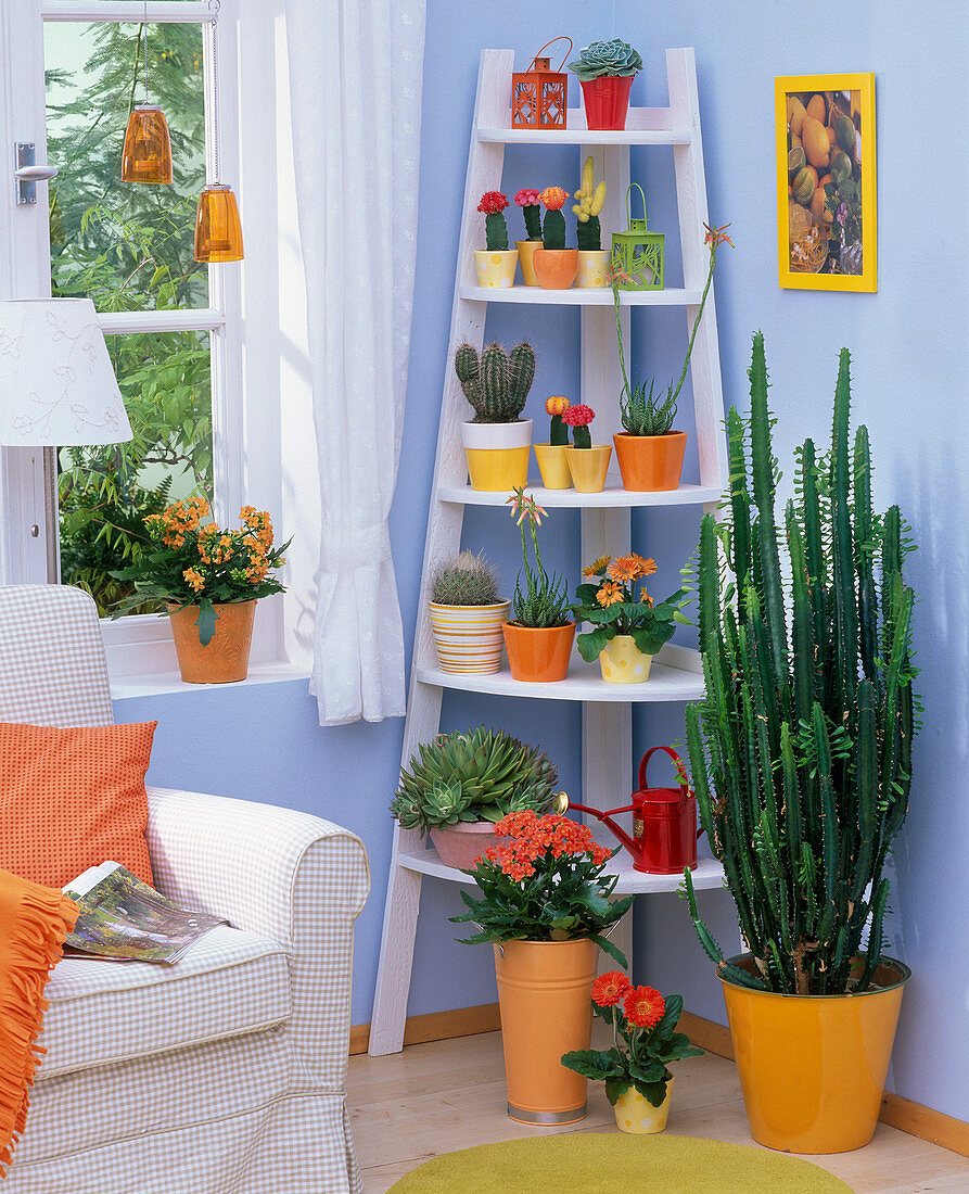 Room situation with cactuses