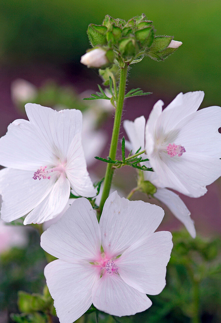 Sidalcea (Prairie mallow)