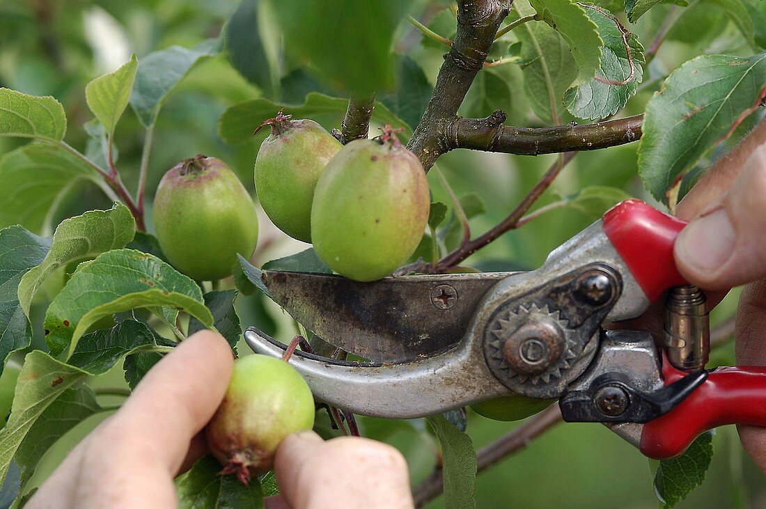 Fruit thinning at malus (apple tree)