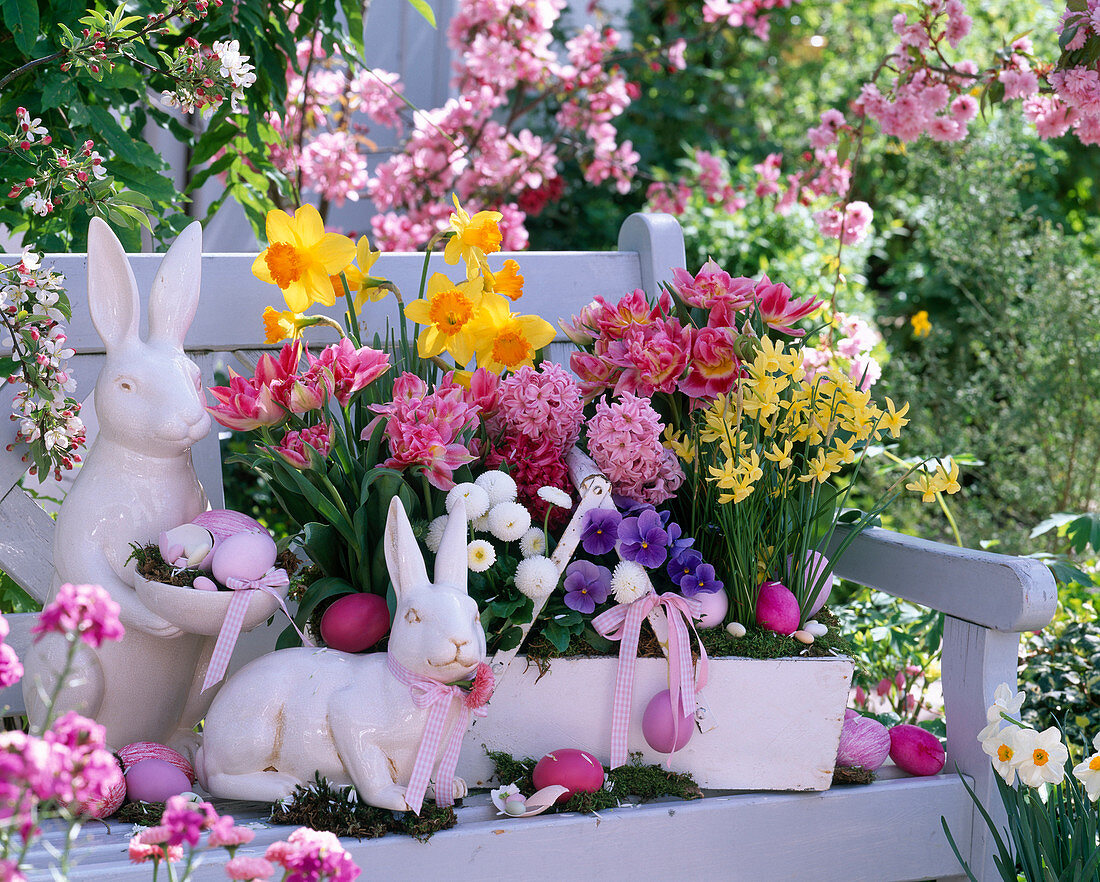 Tulipa 'Peach Blossom', Narcissus 'Hawera', 'Red Devon'